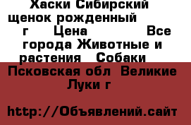 Хаски Сибирский (щенок рожденный 20.03.2017г.) › Цена ­ 25 000 - Все города Животные и растения » Собаки   . Псковская обл.,Великие Луки г.